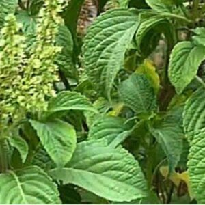 SCENT LEAF