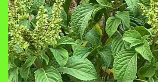 SCENT LEAF